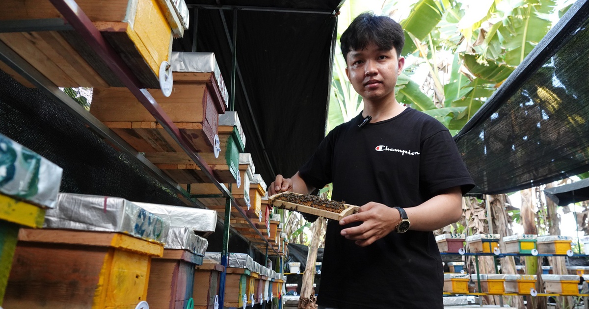 Nuôi ong chúa bán giống, nam sinh có thu nhập tự lo chi phí học hành