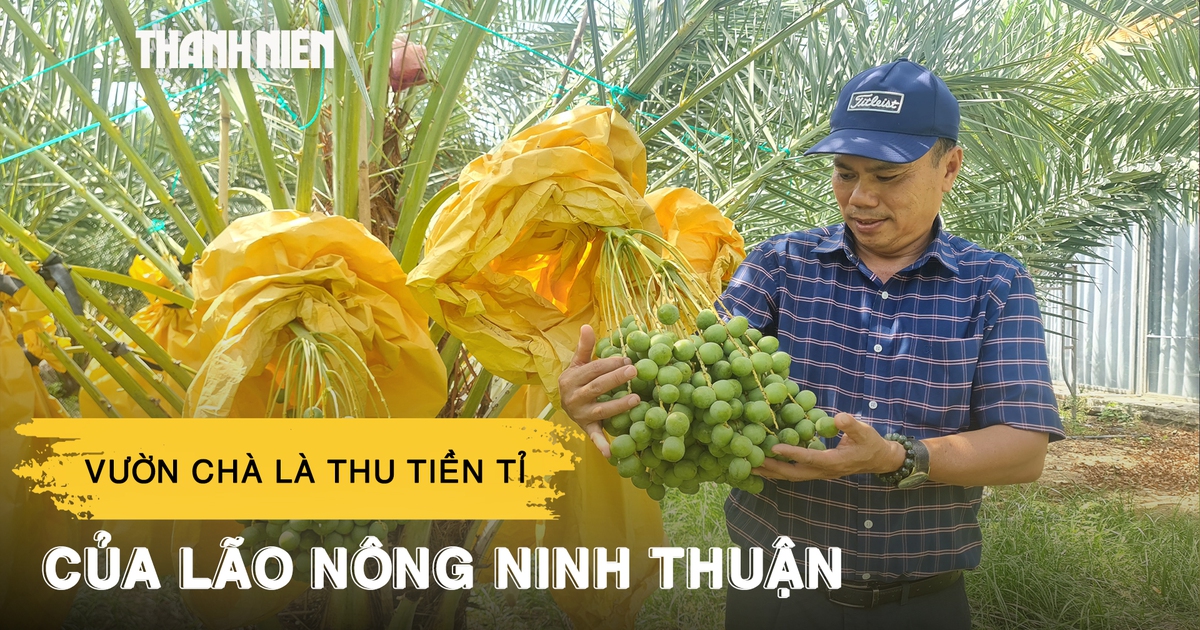 Vườn chà là tuyệt đẹp, thu tiền tỉ mỗi năm của lão nông Ninh Thuận
