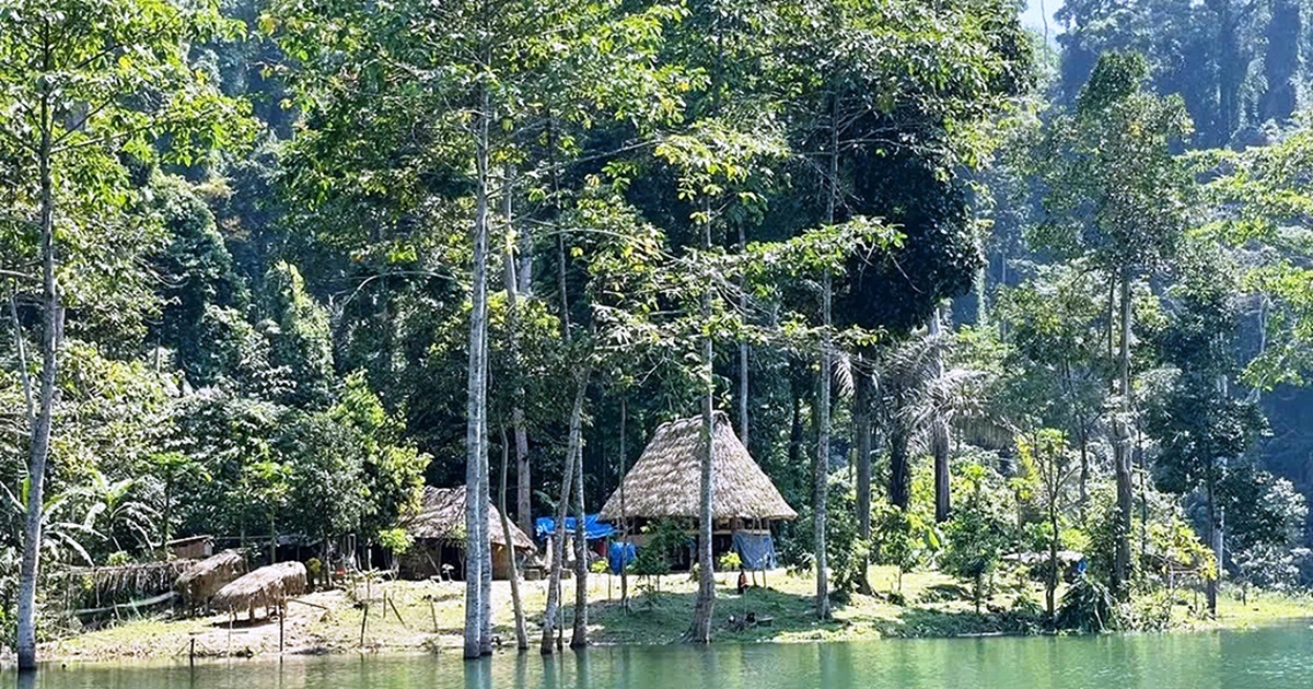 Trả nợ cho rừng