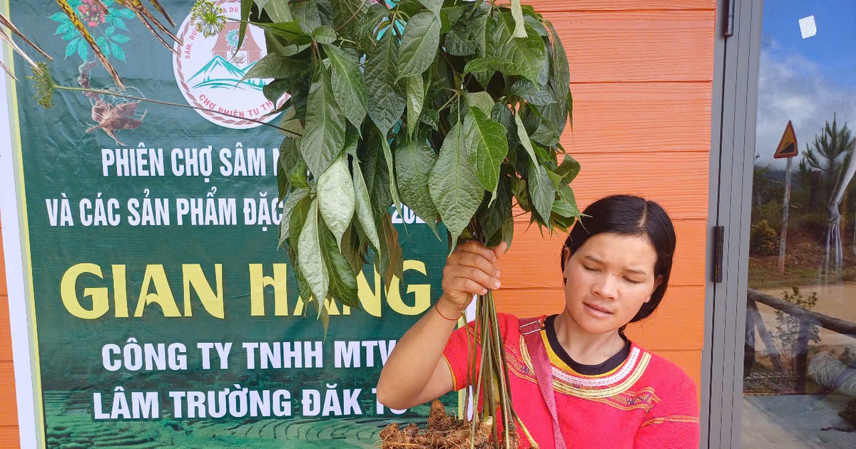 Hiểu biết về sâm Ngọc Linh của người Kon Tum trở thành di sản
