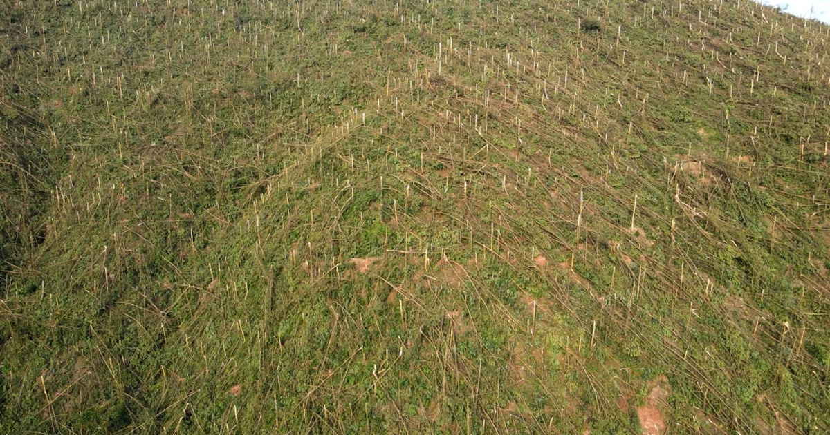 Giám đốc công ty lâm nghiệp bị bắt vì khai thác gỗ tự nhiên trái phép