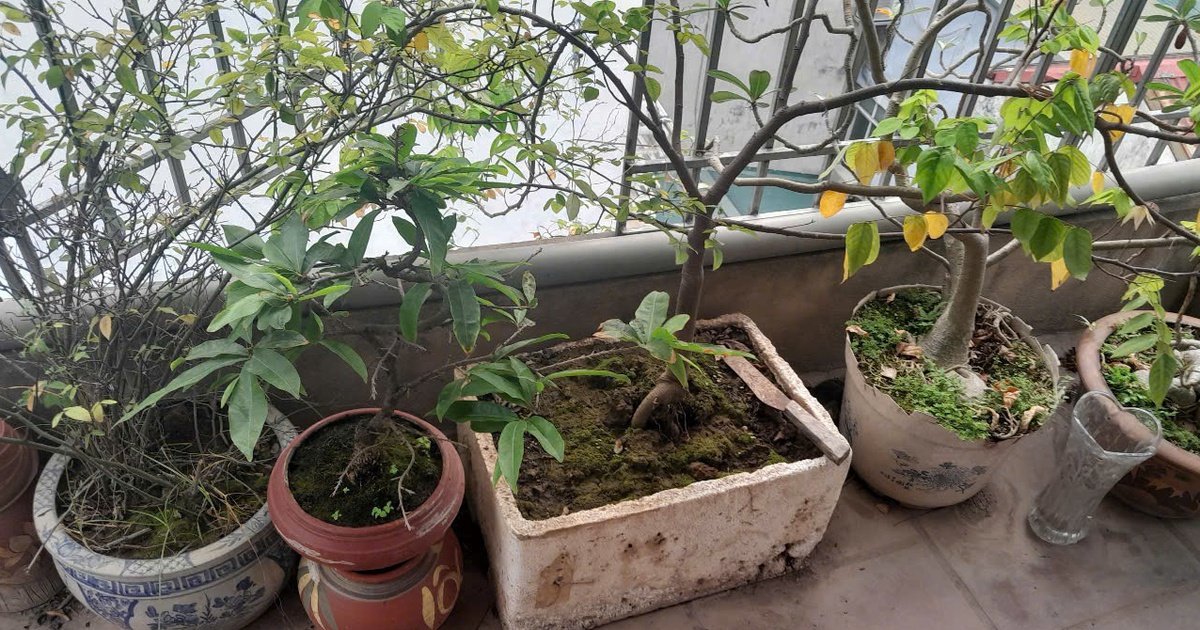 L&aacute; chắn xanh tiết kiệm điện hiệu quả