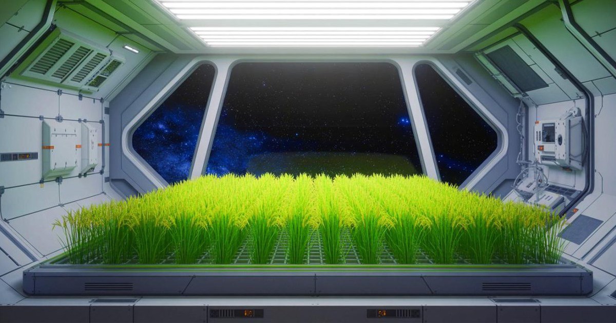 Trồng l&uacute;a tr&ecirc;n mặt trăng, sao Hỏa