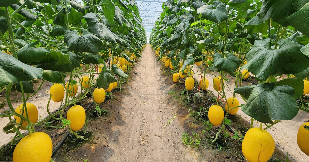 &#039;Mạch nguồn&#039; tiết kiệm điện của cha