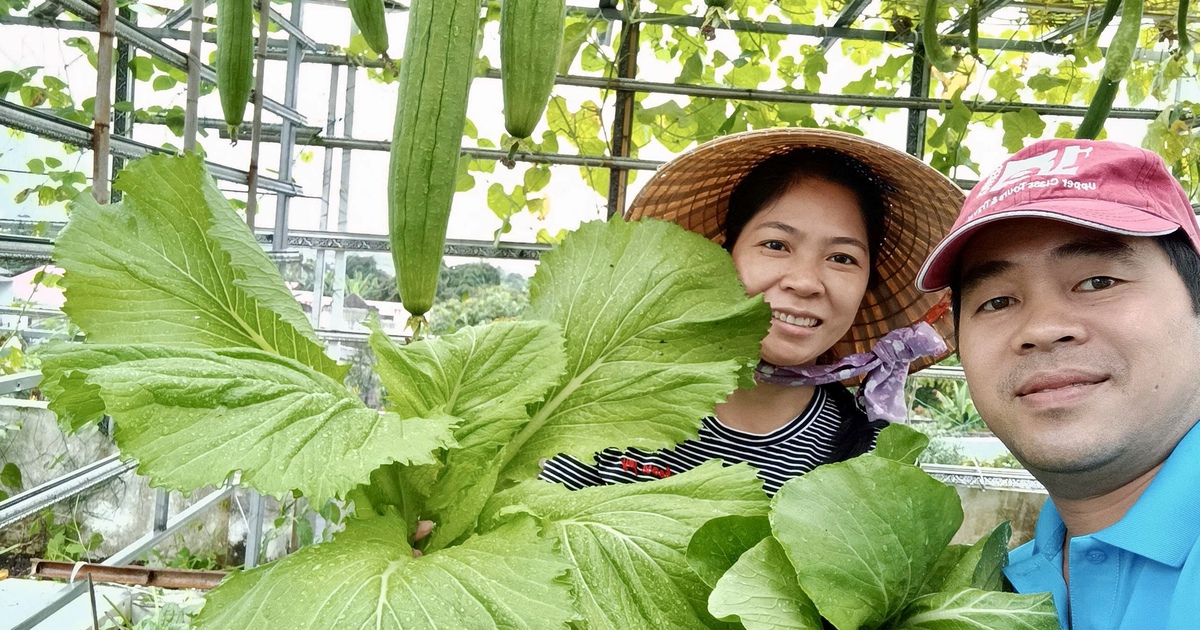 M&ecirc; trồng rau sạch từ thời ở trọ: Người đ&agrave;n &ocirc;ng bội thu, tiết kiệm tiền chợ