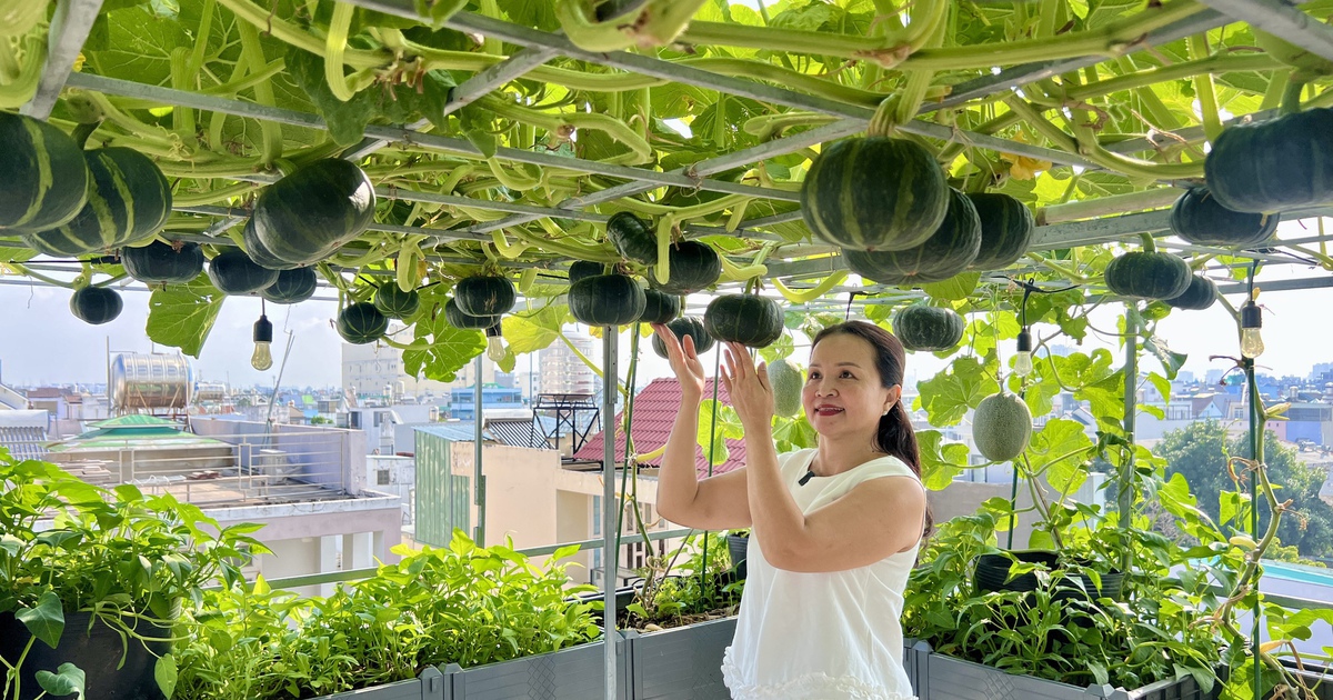 Vườn s&acirc;n thượng ở TP.HCM trồng b&iacute;, dưa lưới sai quả: B&iacute; quyết ăn quanh năm kh&ocirc;ng hết