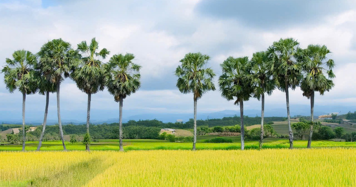Về miền T&acirc;y ngắm h&agrave;ng thốt nốt trăm tuổi, nghe chuyện nấu đường ở Vĩnh Long