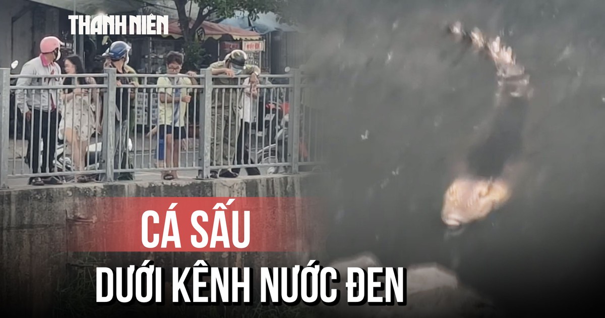 Cá sấu ‘ung dung’ phơi nắng dưới Kênh Nước Đen