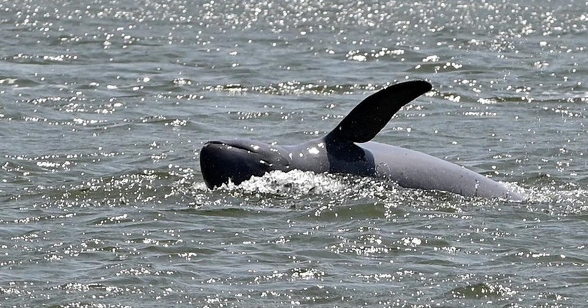 C&aacute; heo s&ocirc;ng M&ecirc; K&ocirc;ng được &#039;đứng t&ecirc;n sổ hồng&#039; tại Campuchia