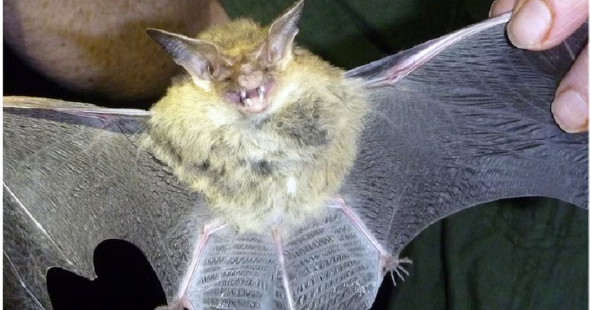 Dơi cắn g&acirc;y chết người tại &Uacute;c