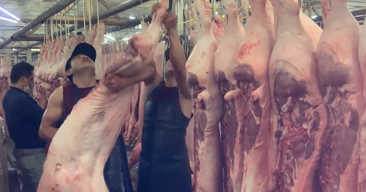 Giá heo hơi hôm nay 4.7.2025: Lùi về mức 68.000 đồng/kg