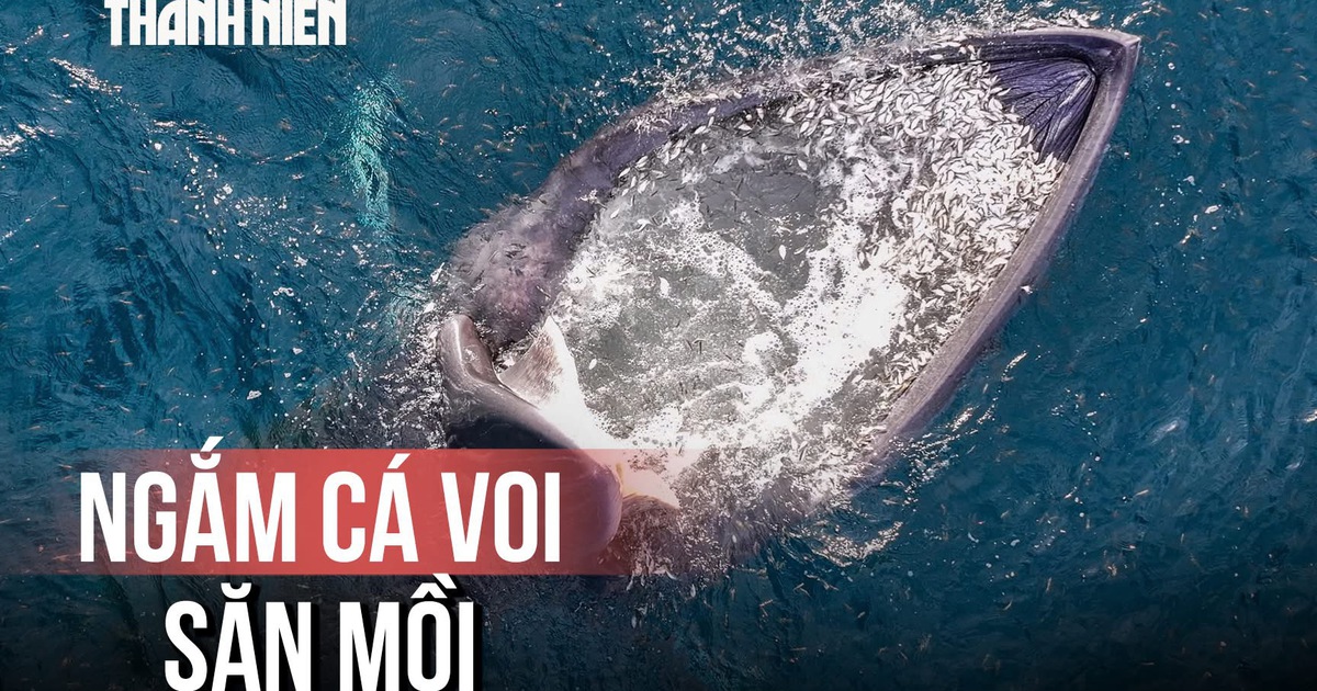 Khoảnh khắc cá voi săn mồi trên biển Gia Lai