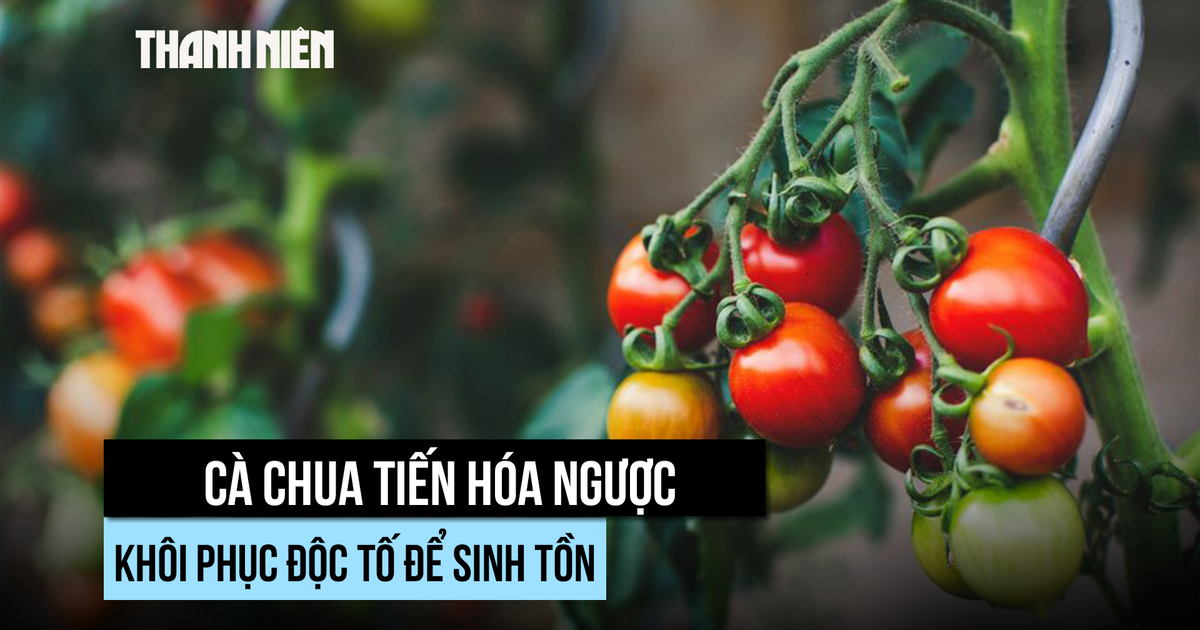 Hiện tượng tiến hóa ngược hiếm gặp liệu có xảy ra ở người? Hiện tượng tiến hóa ngược hiếm gặp liệu có xảy ra ở người?