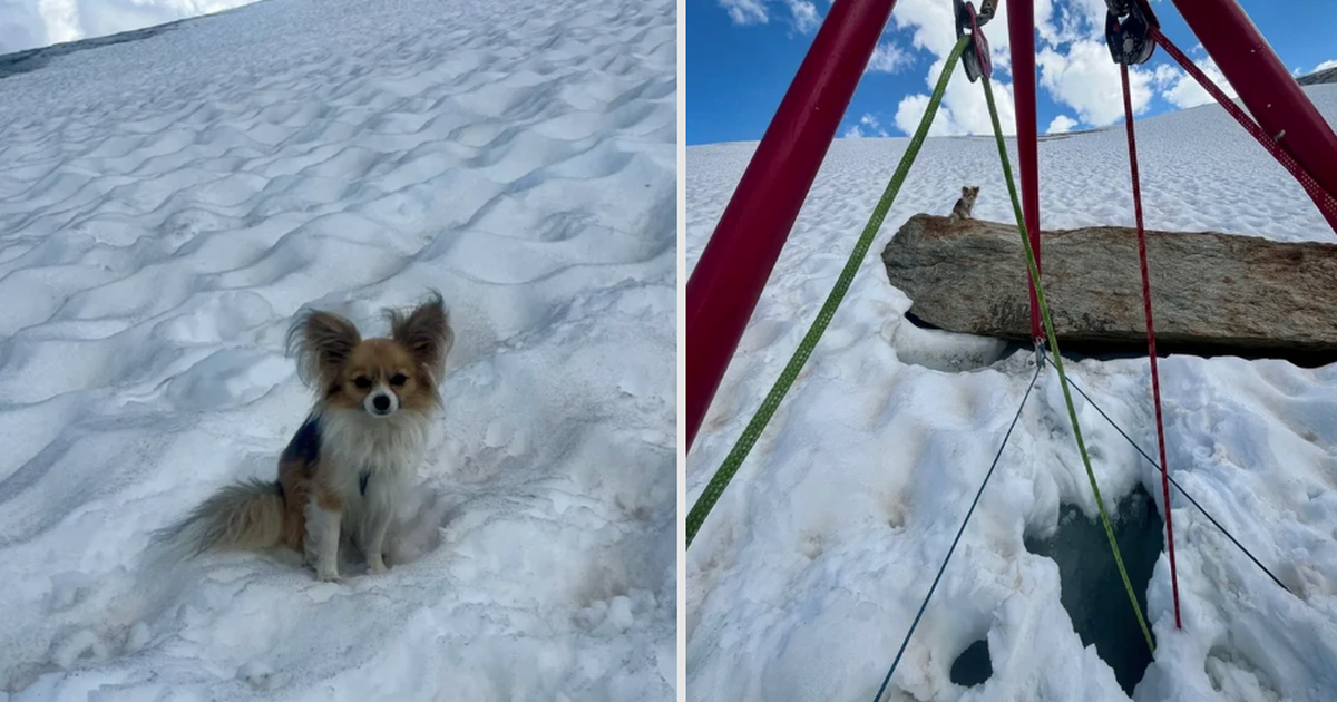 Chủ rơi xuống khe băng s&acirc;u 8 m, ch&uacute; ch&oacute; Chihuahua gi&uacute;p giải cứu