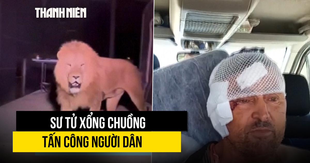 Sư tử sổng chuồng tấn công vợ chồng nông dân Thổ Nhĩ Kỳ Sư tử sổng chuồng tấn công vợ chồng nông dân Thổ Nhĩ Kỳ