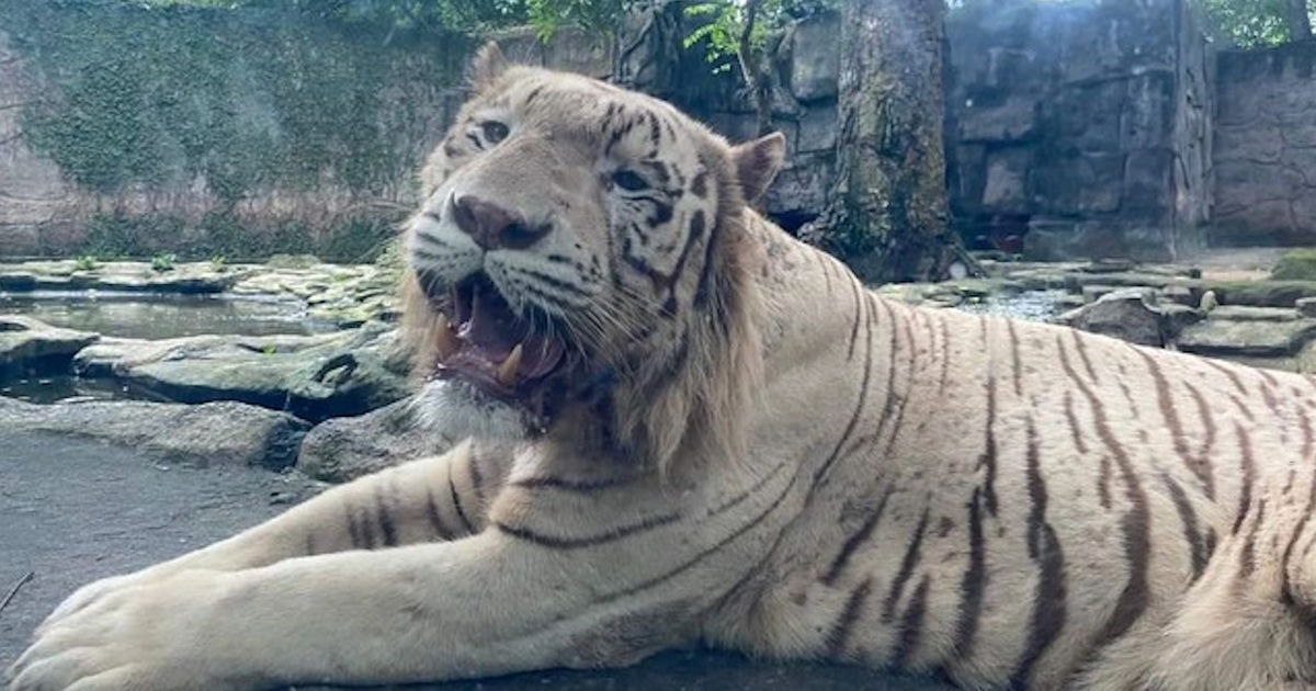 Thảo Cầm Vi&ecirc;n S&agrave;i G&ograve;n &#039;chia tay&#039; hổ trắng Ngộ Kh&ocirc;ng sau 10 năm gắn b&oacute;