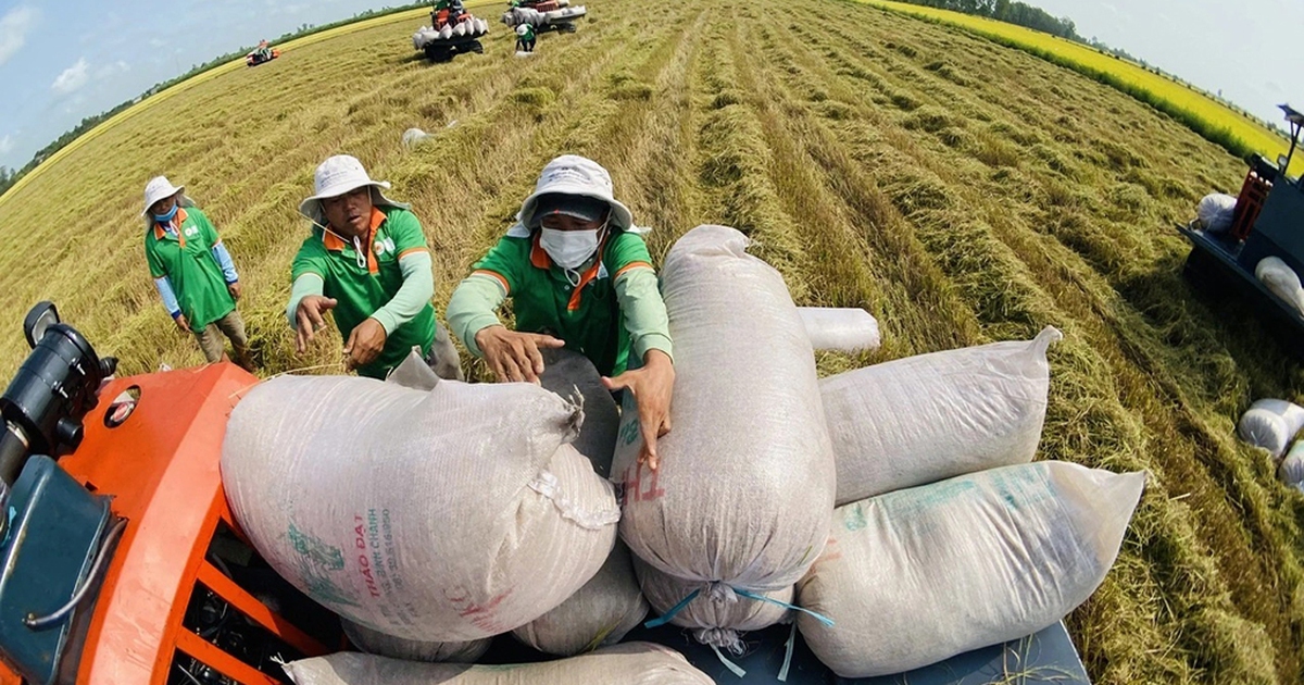 Xuất khẩu gạo Việt tăng kỷ lục