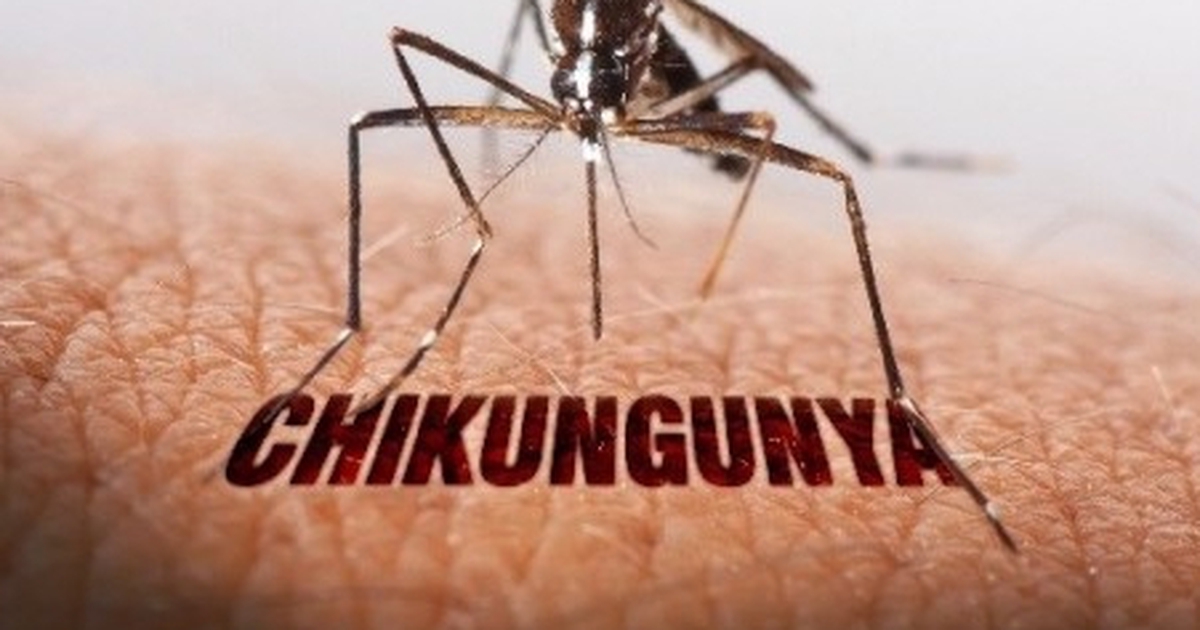 Người về từ nơi có dịch bệnh chikungunya theo dõi sức khỏe trong 12 ngày