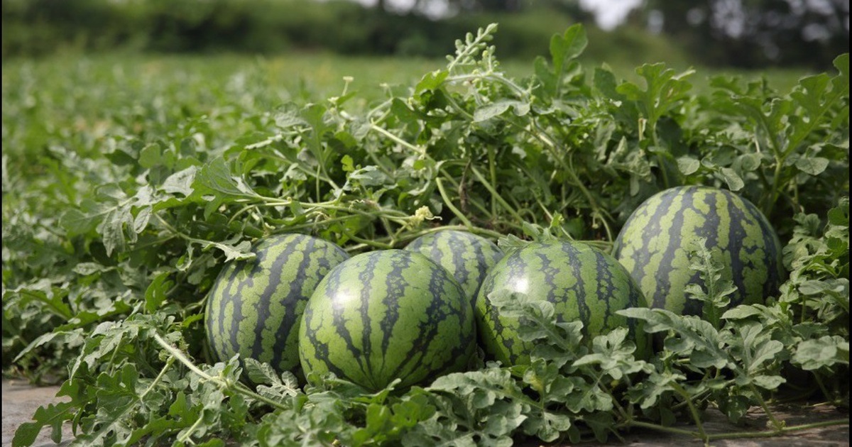 600 quả dưa hấu gi&aacute; hơn 200 triệu đồng bị trộm trong đ&ecirc;m