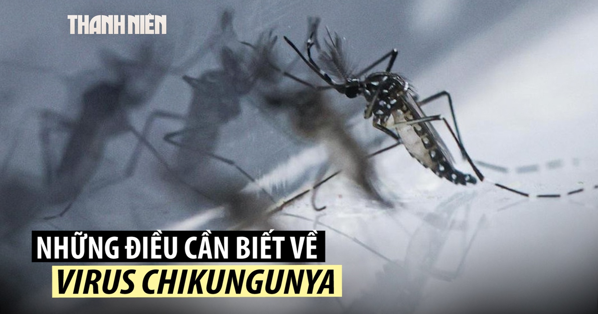 Bệnh chikungunya là gì, có đáng lo ngại không?