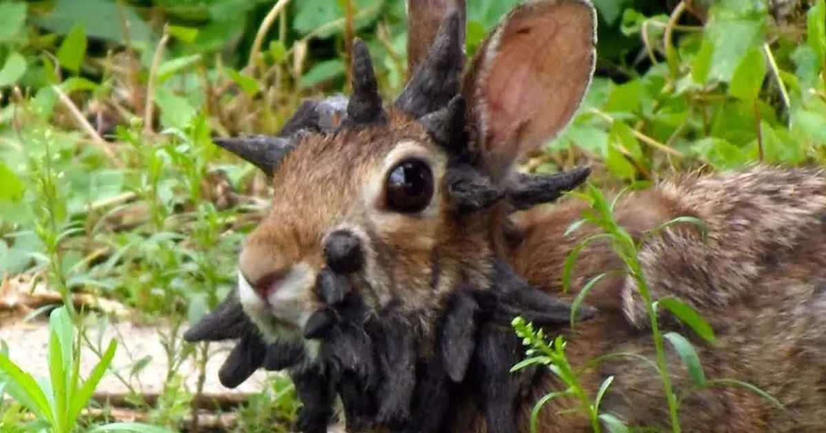 Thỏ &lsquo;Frankenstein&rsquo; đầu mọc gai lạ gia tăng ở nước Mỹ