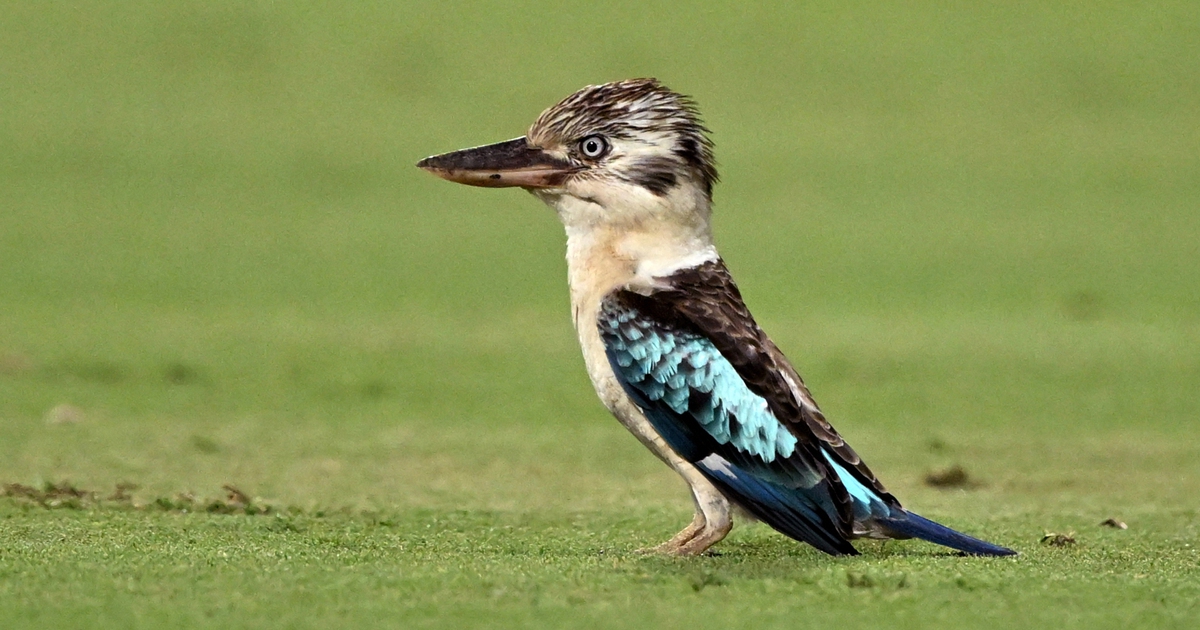 Nhiều lo&agrave;i chim chuyển đổi giới t&iacute;nh với tỷ lệ đ&aacute;ng ngạc nhi&ecirc;n