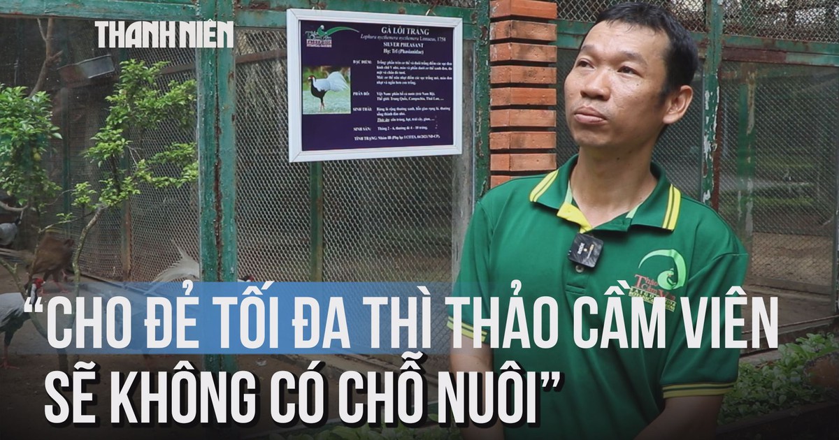 Tìm hiểu về gà lôi trắng: Quý, nhưng có thật sự hiếm?