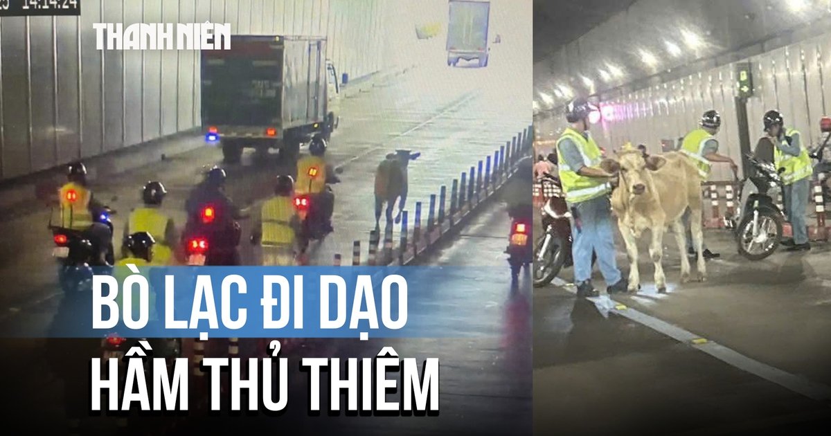 Bò 100 kg 'du ngoạn' hầm Thủ Thiêm, cả dòng xe phải nhường đường