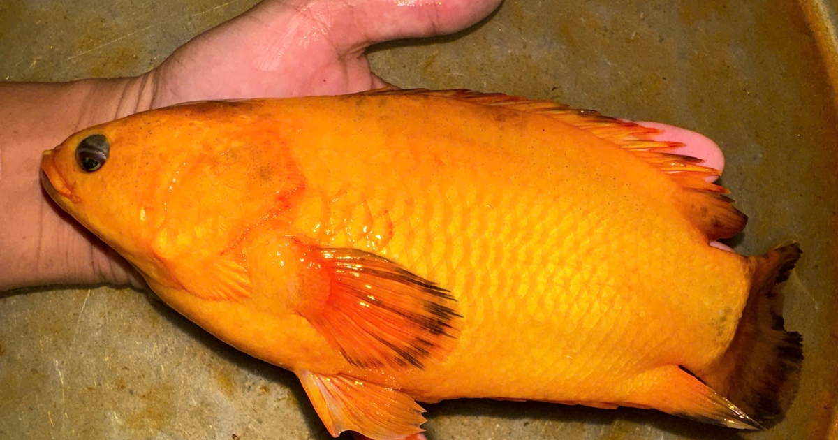 Người đ&agrave;n &ocirc;ng Cần Thơ c&acirc;u được c&aacute; r&ocirc; v&agrave;ng &oacute;ng hiếm lạ