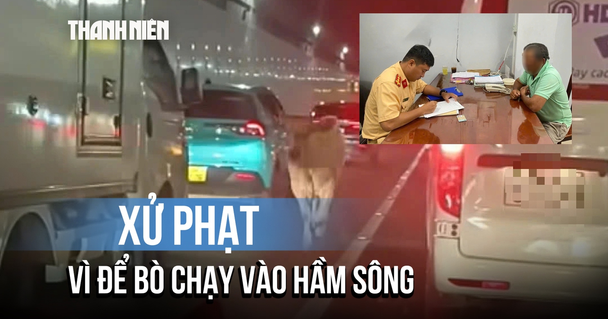 Bị xử phạt vì để bò chạy vào hầm sông Sài Gòn