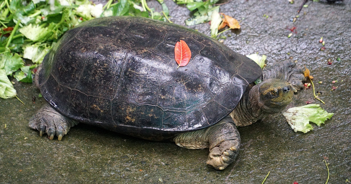 Thảo Cầm Vi&ecirc;n nu&ocirc;i r&ugrave;a n&uacute;i v&agrave;ng, r&ugrave;a răng, r&ugrave;a đất lớn: B&ecirc;n ngo&agrave;i bị b&aacute;n ph&oacute;ng sinh