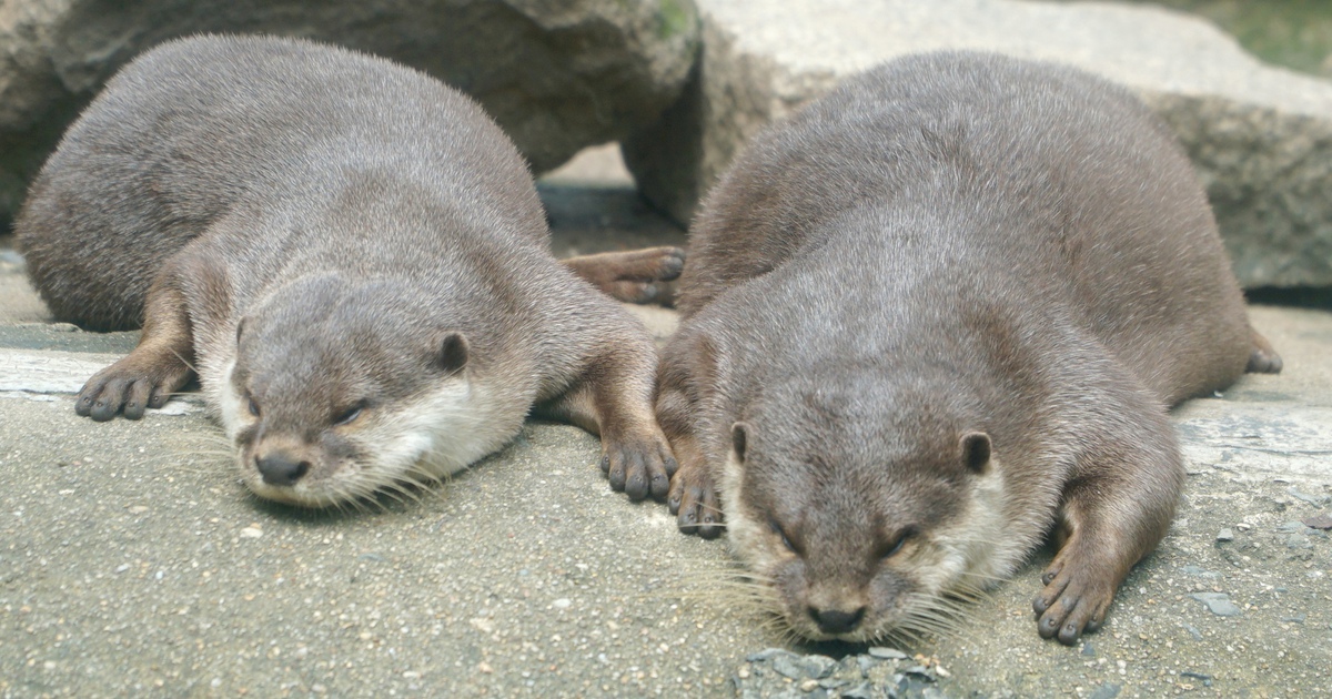 R&aacute;i c&aacute;, rắn hổ mang ch&uacute;a ở Thảo Cầm Vi&ecirc;n mang &#039;l&yacute; lịch&#039; đặc biệt, &iacute;t ai biết