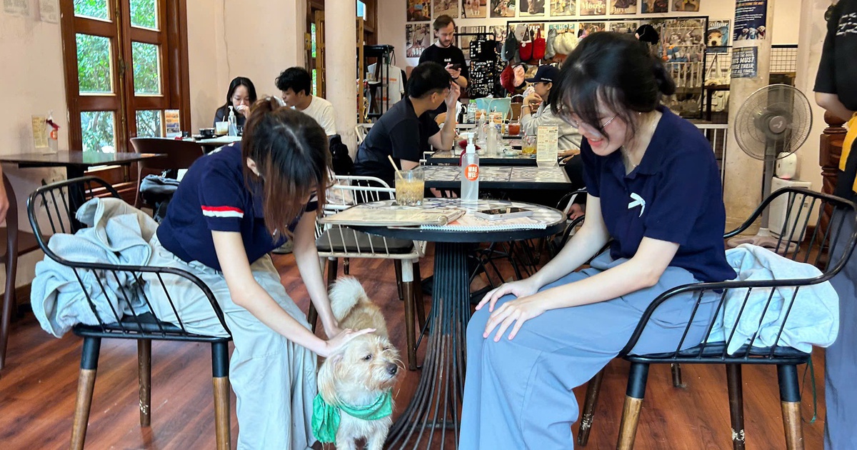 Quán cà phê lúc nào cũng đông kín khách nhờ những 'nhân viên' đặc biệt này...