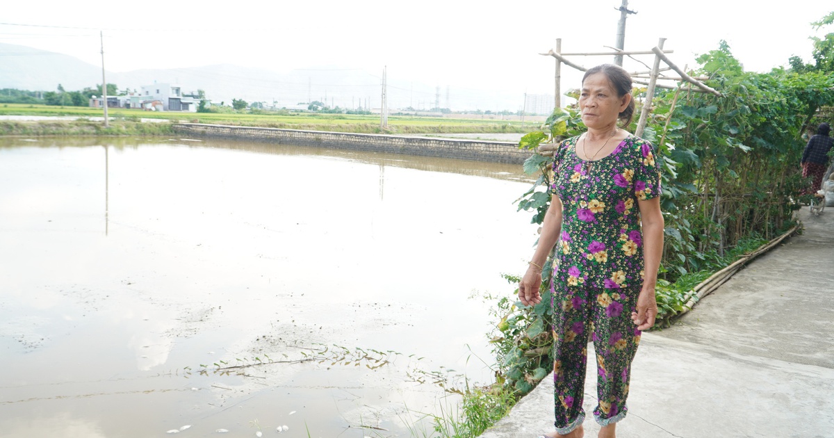 Đồng ruộng ngập nước vì cống thoát lũ bị chặn