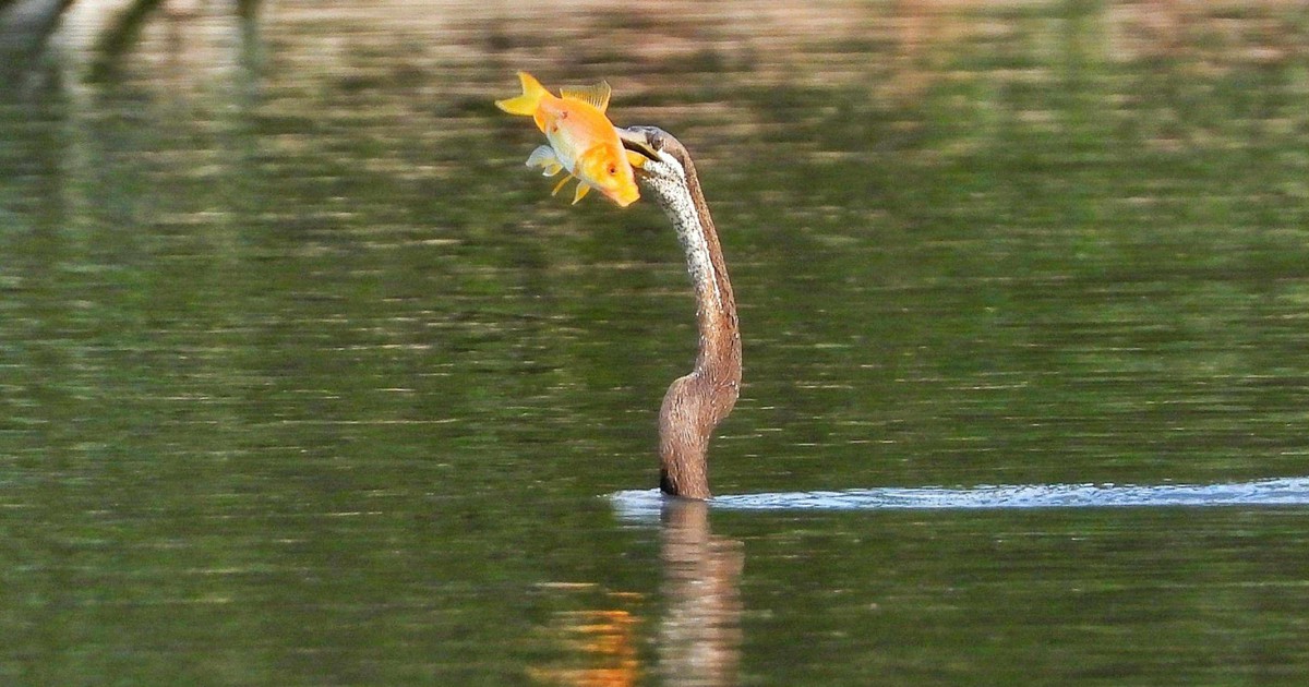 Chim qu&yacute; hiếm trong S&aacute;ch đỏ xuất hiện ở Ph&uacute; Mỹ Hưng, người d&acirc;n TP.HCM th&iacute;ch th&uacute; &#039;săn&#039; ảnh
