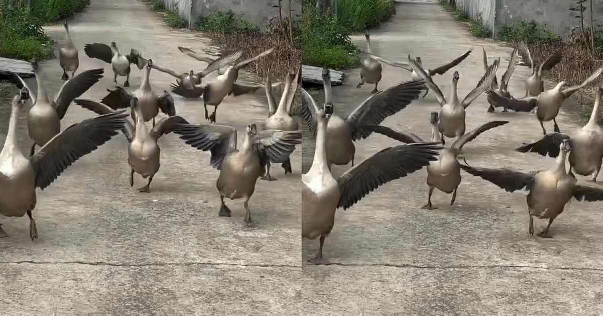 Đ&agrave;n ngỗng th&ocirc;ng minh ở Đồng Nai g&acirc;y sốt mạng, nghe hiệu lệnh răm rắp