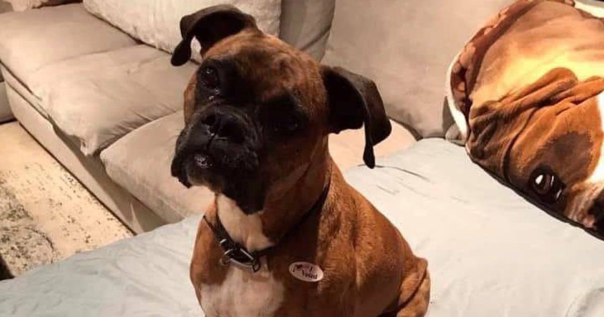 Một phụ nữ Mỹ bị truy tố v&igrave; đăng k&yacute; cho ch&oacute; tham gia bầu cử