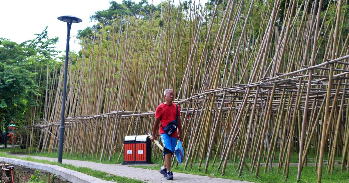 Nhiều c&acirc;y tr&uacute;c &#039;chết đứng&#039; b&ecirc;n hồ Tr&uacute;c Bạch