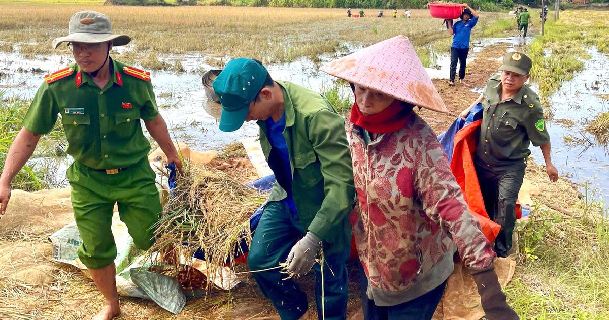 Mưa lớn bất thường, c&ocirc;ng an x&atilde; gi&uacute;p d&acirc;n gặt l&uacute;a chạy lũ