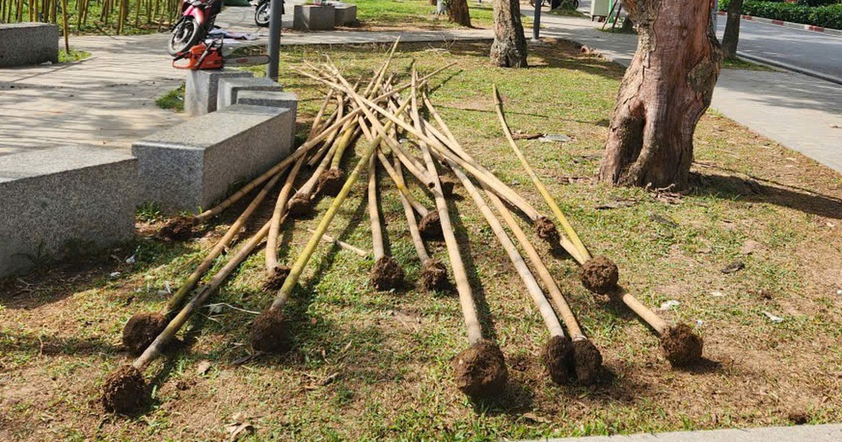 H&agrave; Nội nhổ bỏ h&agrave;ng loạt c&acirc;y tr&uacute;c &#039;chết đứng&#039; b&ecirc;n hồ Tr&uacute;c Bạch