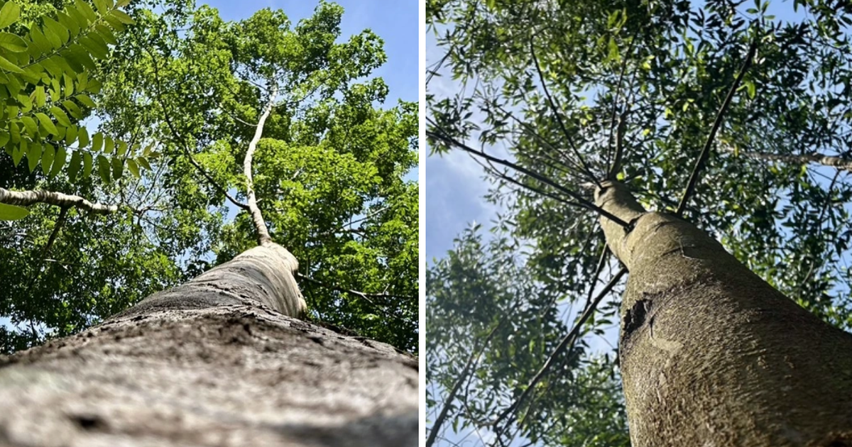 C&uacute; h&iacute;ch cho tương lai rừng gỗ lớn Việt Nam