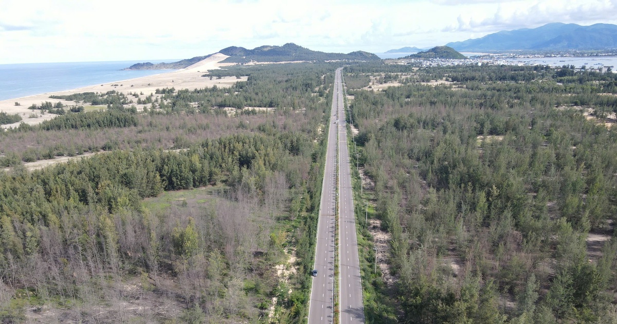 Gia Lai: Rừng dương chết h&agrave;ng loạt, l&agrave;ng ven biển thấp thỏm trước gi&oacute; c&aacute;t