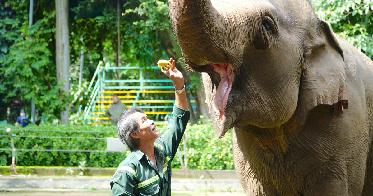 &#039;L&atilde;o b&agrave;&#039; voi Chu&ocirc;ng 67 tuổi ở Thảo Cầm Vi&ecirc;n: 40 năm gắn b&oacute; c&ugrave;ng quản tượng
