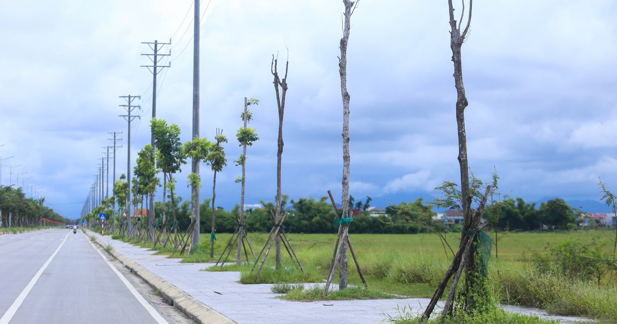 H&agrave;ng loạt c&acirc;y xanh tại dự &aacute;n đường hơn 370 tỉ đồng ở Huế chết kh&ocirc;