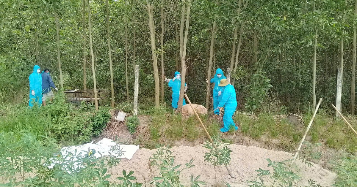 Quảng Ng&atilde;i hỗ trợ kinh ph&iacute; ph&ograve;ng, chống dịch tả heo ch&acirc;u Phi