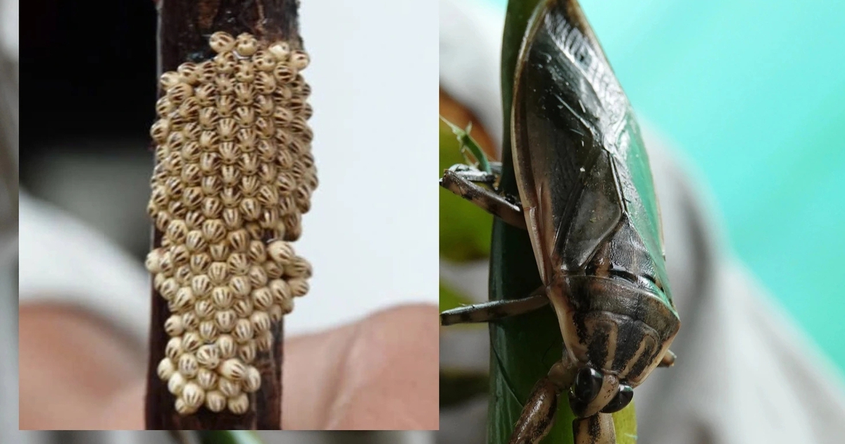 Khởi nghiệp nuôi cà cuống bán trứng 100.000 đồng/ổ