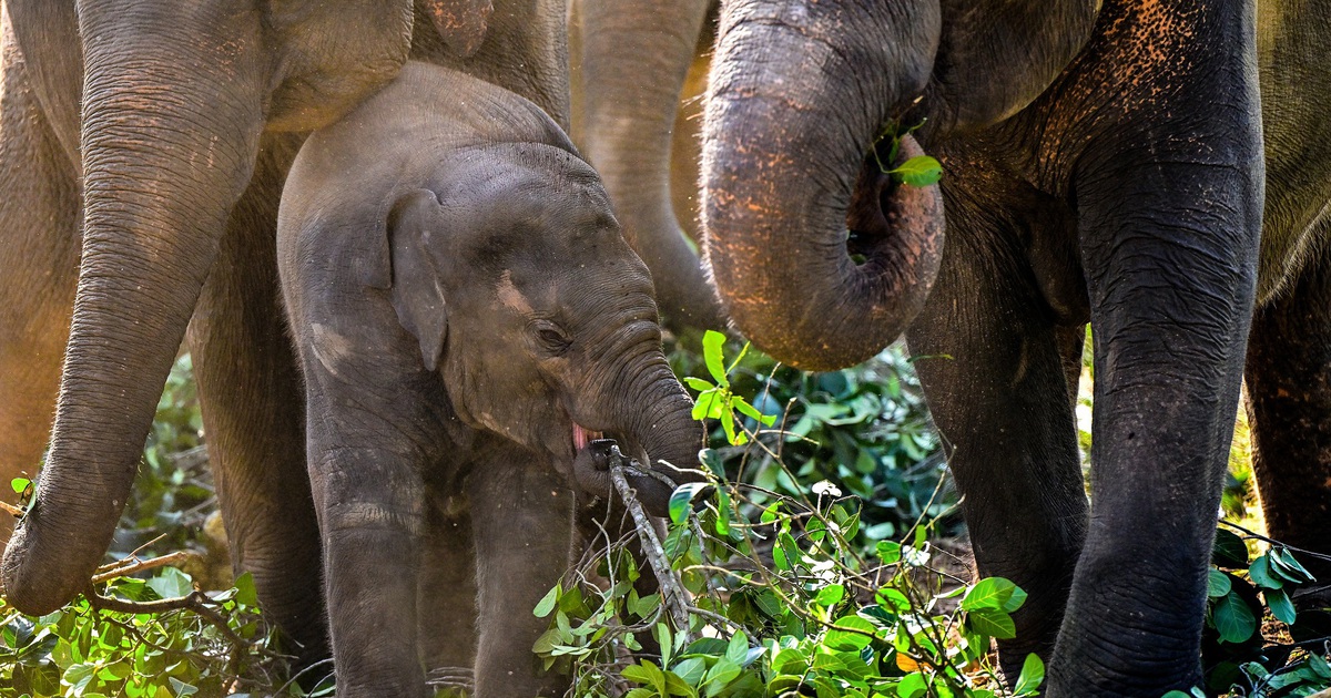 Sri Lanka phạt nặng người giữ voi trong vụ &aacute;n bu&ocirc;n b&aacute;n voi tr&aacute;i ph&eacute;p