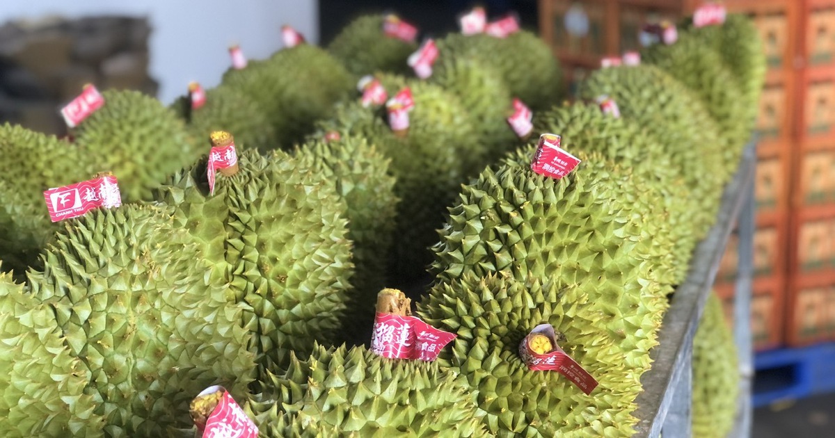 Xuất khẩu rau quả tăng vọt, đạt kỷ lục 1,3 tỉ USD chỉ trong 20 ngày