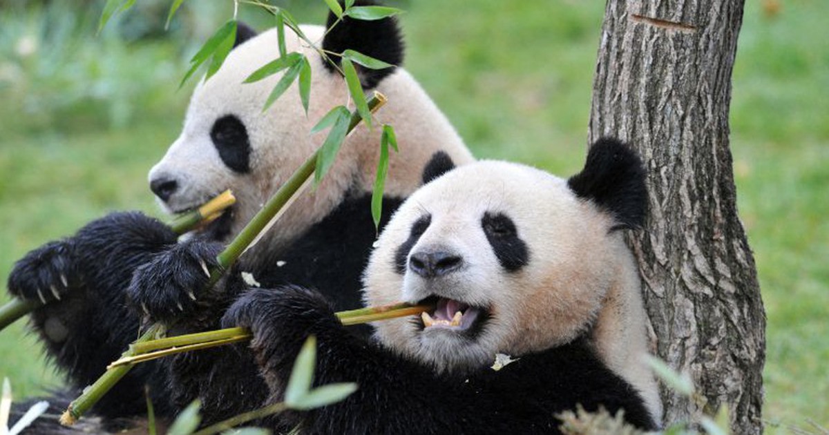 Ph&aacute;p trả cặp gấu tr&uacute;c về Trung Quốc dưỡng gi&agrave;