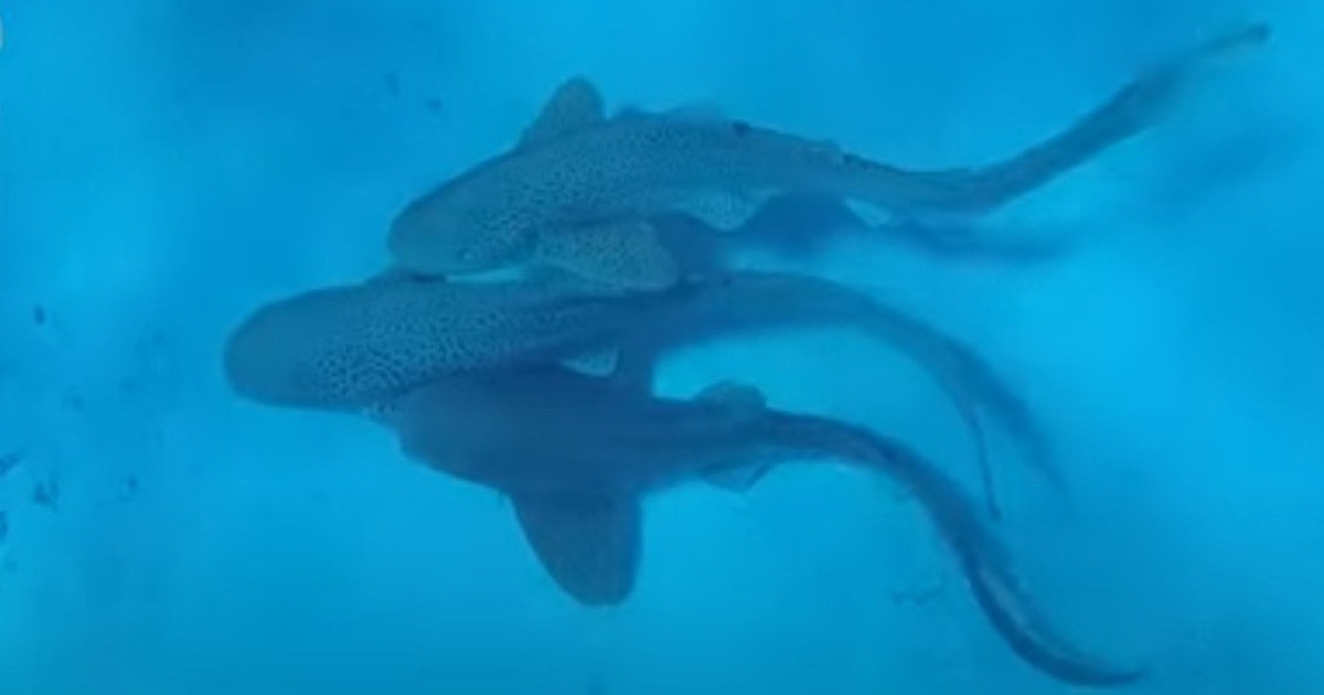 H&eacute; lộ &#039;cuộc t&igrave;nh tay ba&#039; của lo&agrave;i c&aacute; mập b&aacute;o